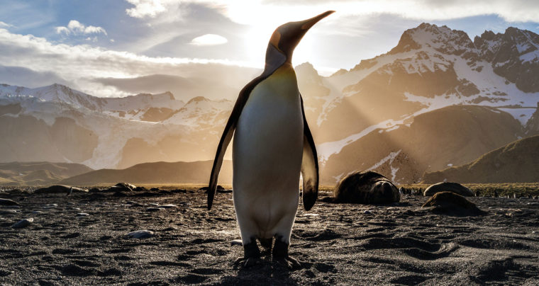Google pengüin 3.0